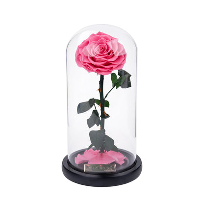 Serafina Rose Dome | Sweet Pink