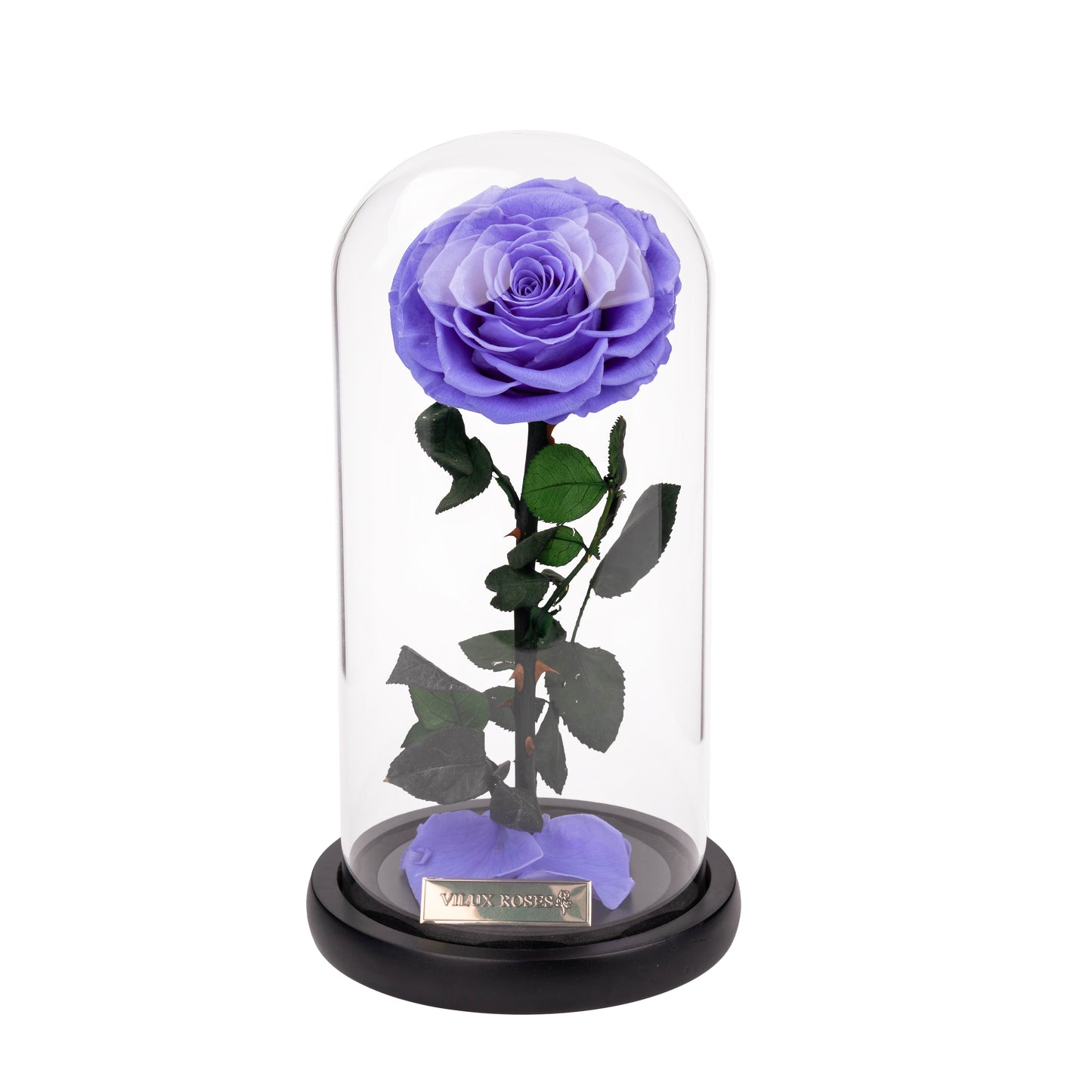 Serafina Rose Dome | Violet